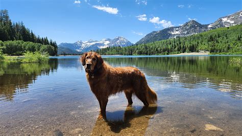 Dog Friendly Lakes And Reservoirs Near Salt Lake City.
